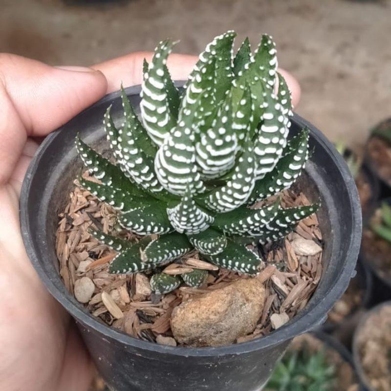Haworthia perkutut/reindwartii murah