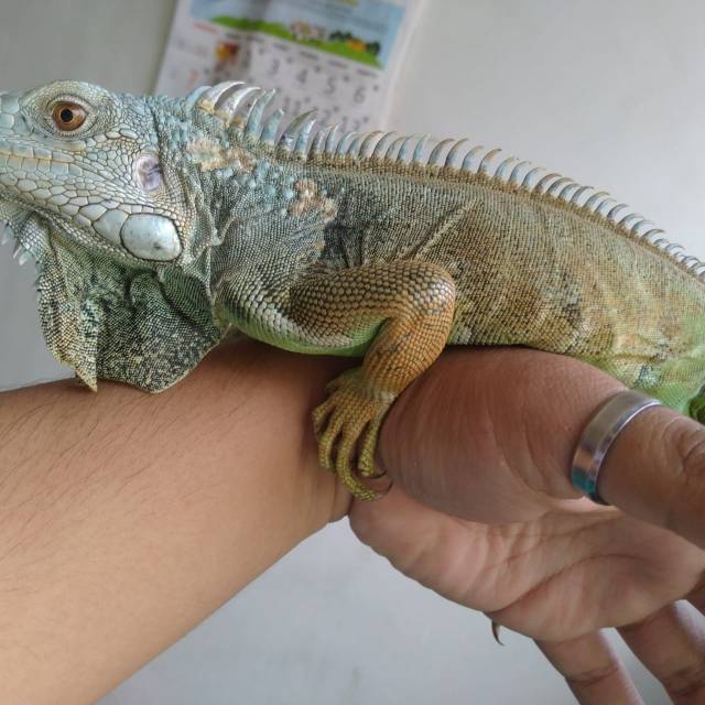 Iguana green columbia pesanan