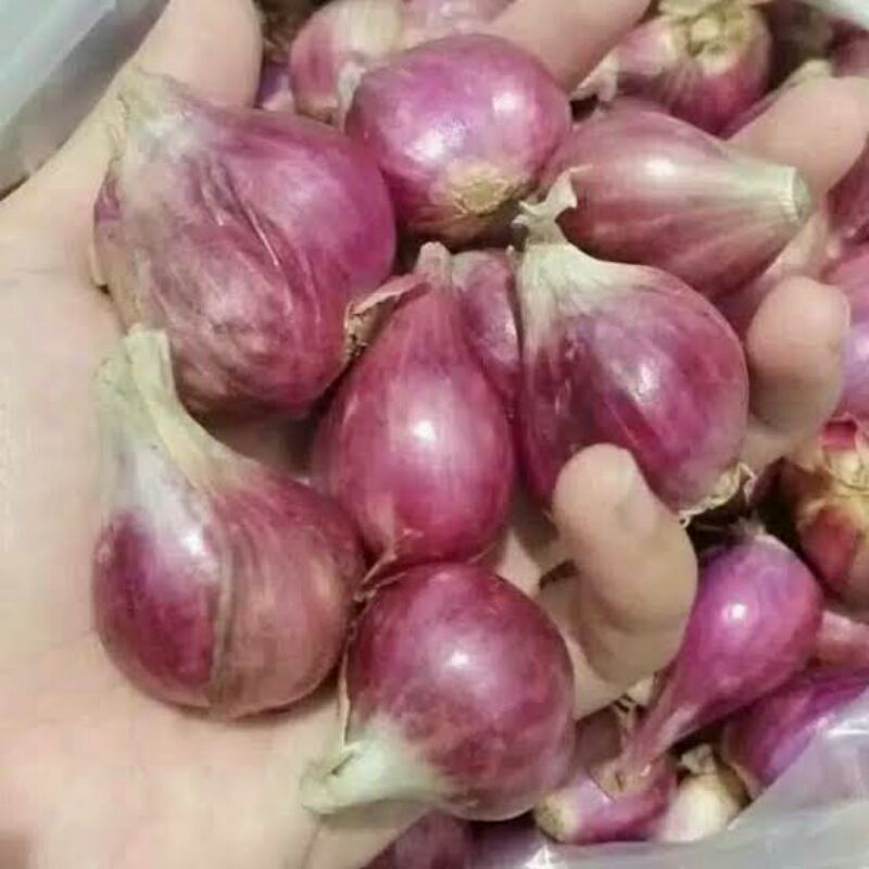 

BAWANG MERAH ASLI BREBES