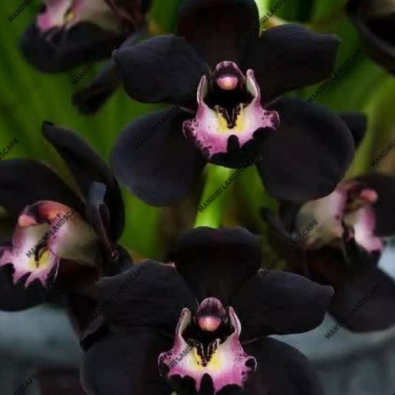 TANAMAN HIAS ANGGREK// Seedling Anggrek Dendrobium Black Papua - BUNGA HIDUP ANGGREK GANTUNG TAHAN P