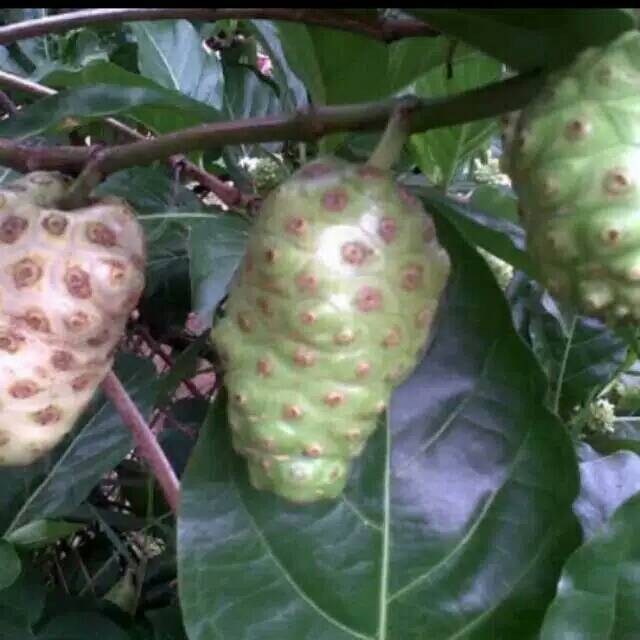 

Buah mengkudu /buah pace/noni1kg