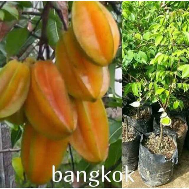 Bibit belimbing bangkok