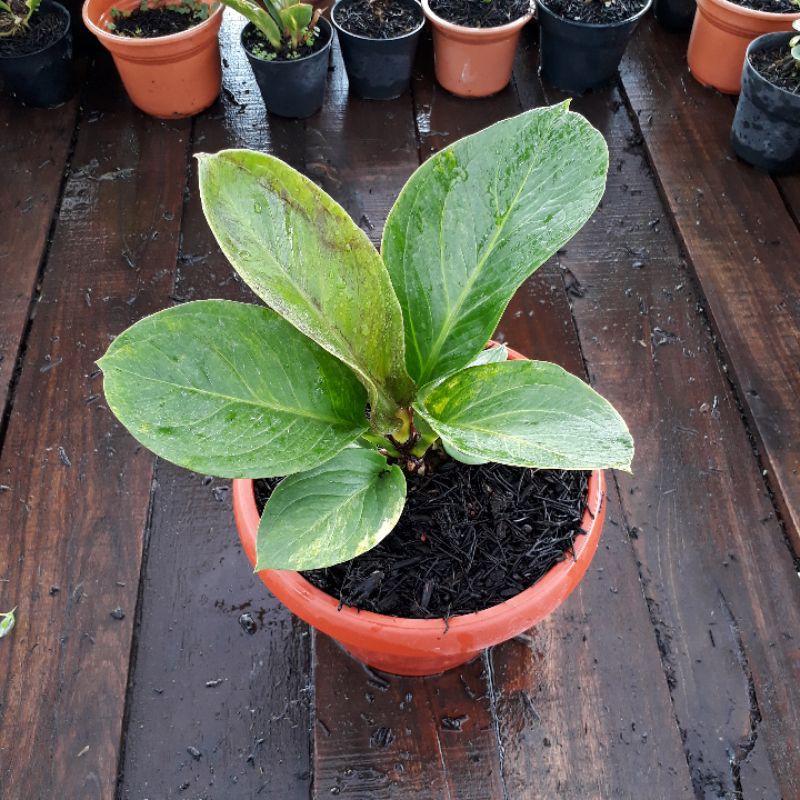 Jemani Mangkok varigata