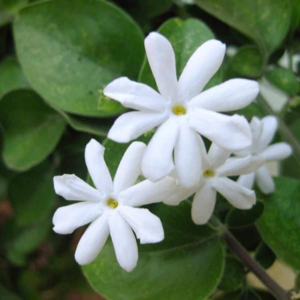 Paket Tanaman Bunga Melati (jasminum sambac)5 pohon 5 jenis