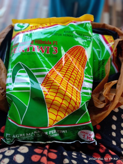 Bibit Jagung. Benih Jagung Hibrida F1 Pertiwi 3 (1 Kg)