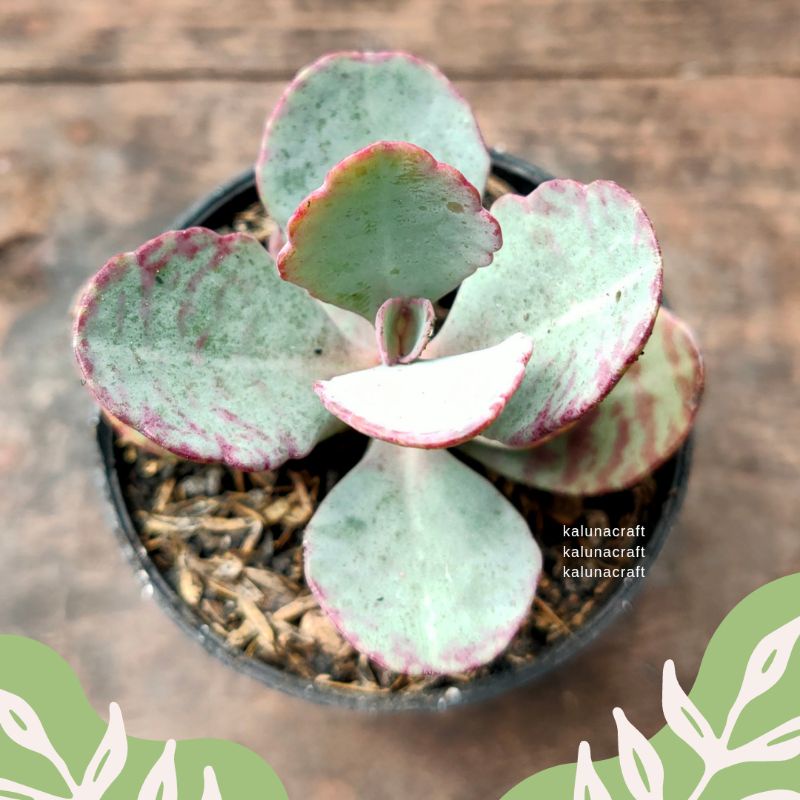 Kalanchoe ' Humilis ' Tokek sukulen kaktus tanaman hidup