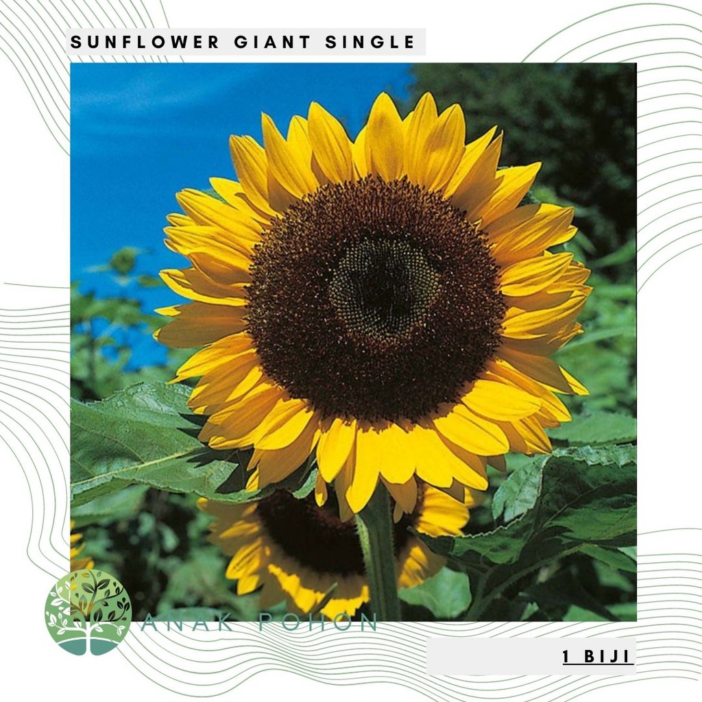 Benih / Bibit / Biji Bunga Sunflower Giant Single - IMPORT