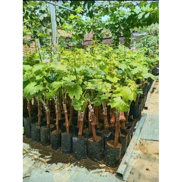 BIBIT ANGGUR IMPORT JUPITER DAN NINEL BERKUALITAS