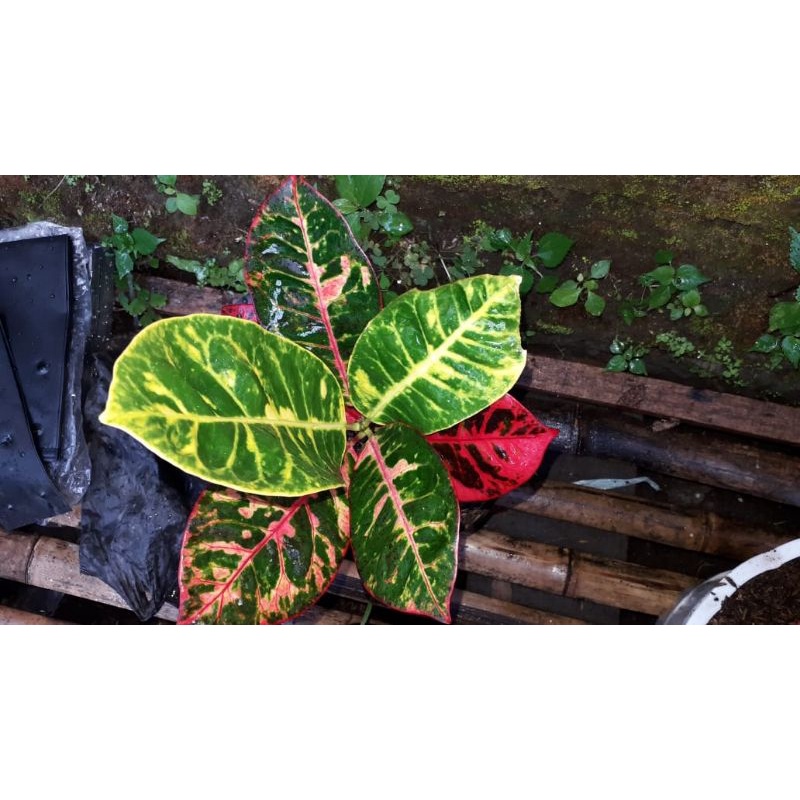 tanaman hias puring ayu Ting ting