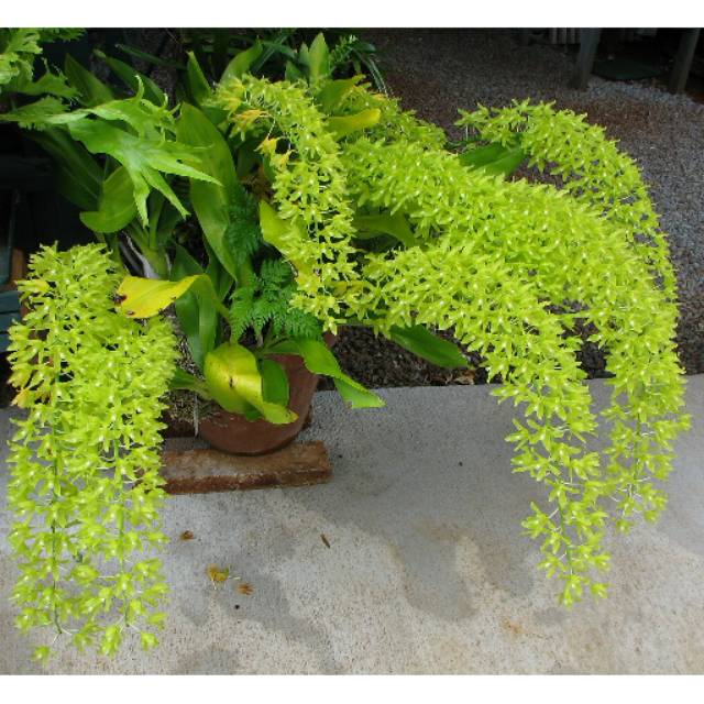 Anggrek gramma scriptum var.  Citrinum remaja besar