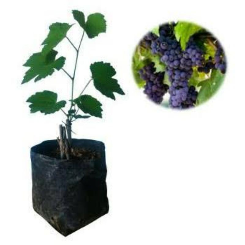 bibit anggur hitam/ pohon buah anggur hitam