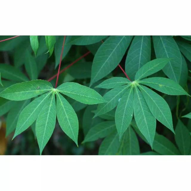

Daun Sampeu Daun Singkong SEGAR