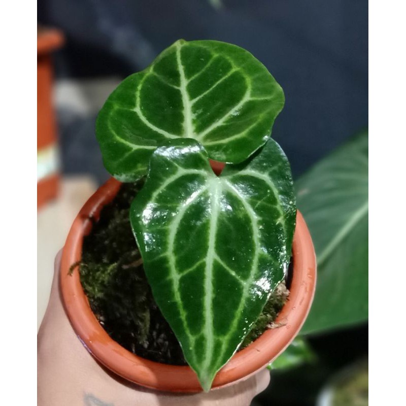 

crystallinum kuping gajah