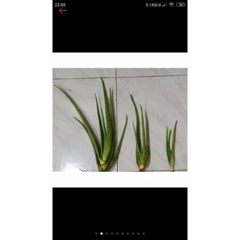

bibit lidah buaya jumbo/ aloevera