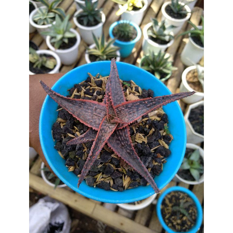 Kaktus sukulen / Aloe / Aloevera / Lidah Buaya Christmas Carol (RARE)