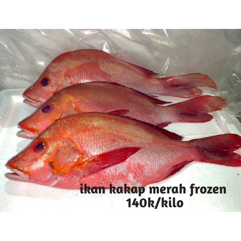 

ikan kakap merah frozen