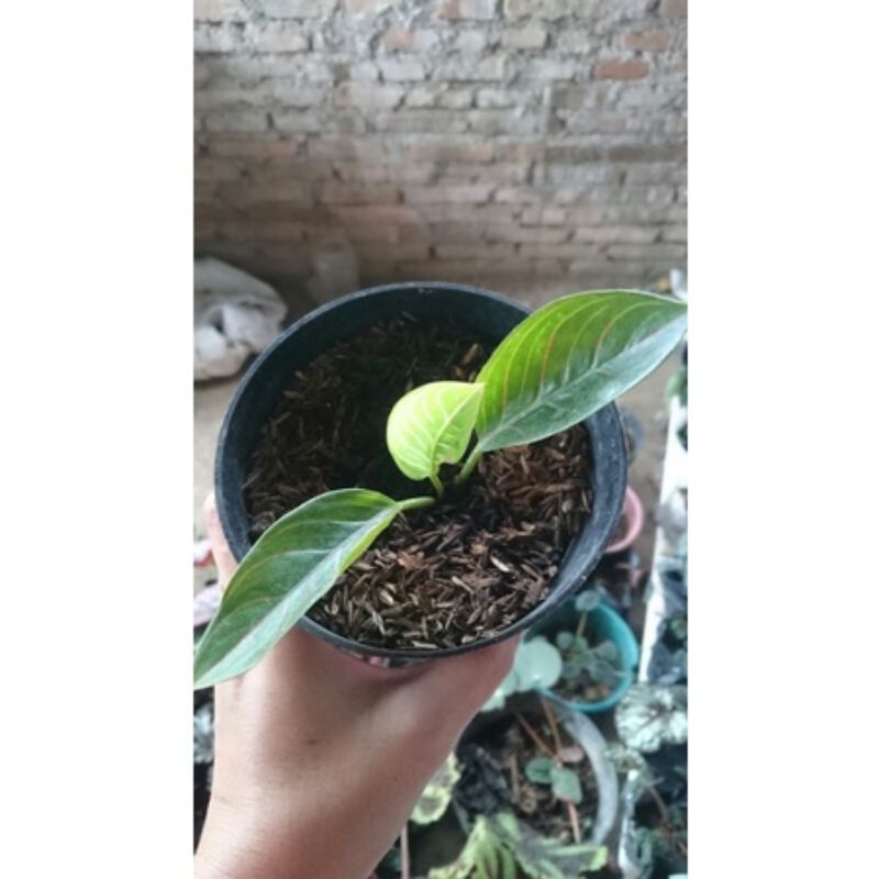 bibit tanaman hias Aglonema black Kresna daun2-4