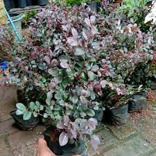 bahan bonsai serut merah
