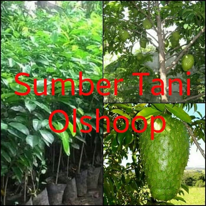 Bibit Tanaman Buah Sirsak jumbo Pohon Sirsak Jumbo