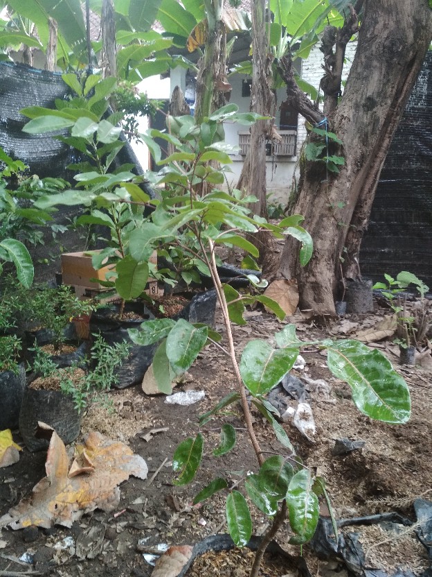 Klengneng Matalada Berbunga