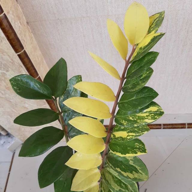 TANAMAN HIAS SAMIA VARIGATA