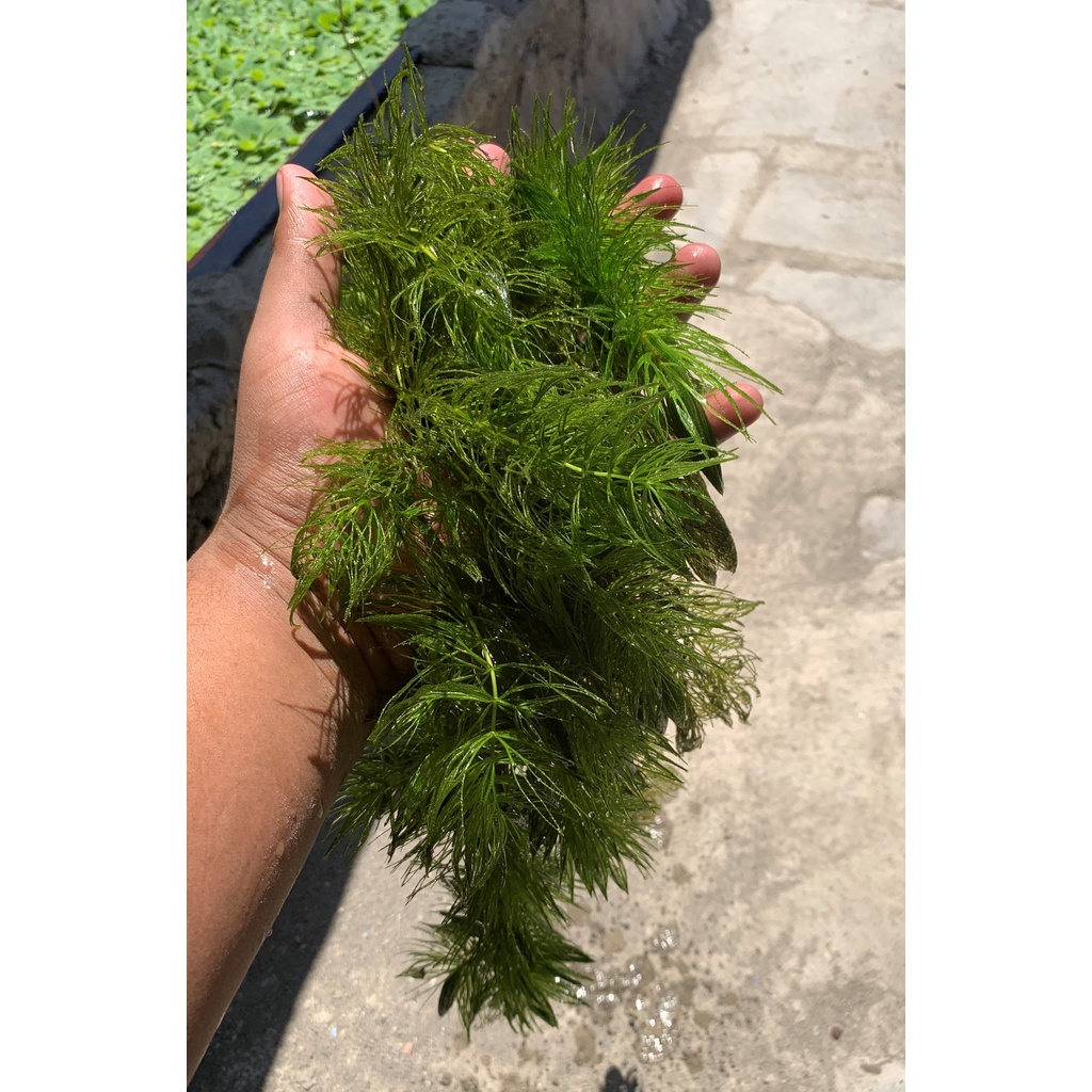 Tanaman Air Ganggang Hydrilla Termurah Aquascape Aquarium
