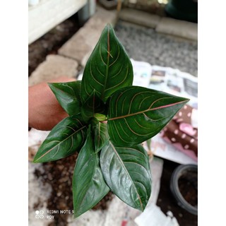  Aglonema  Aglaonema  Rotundum  Tiger  Shopee Indonesia