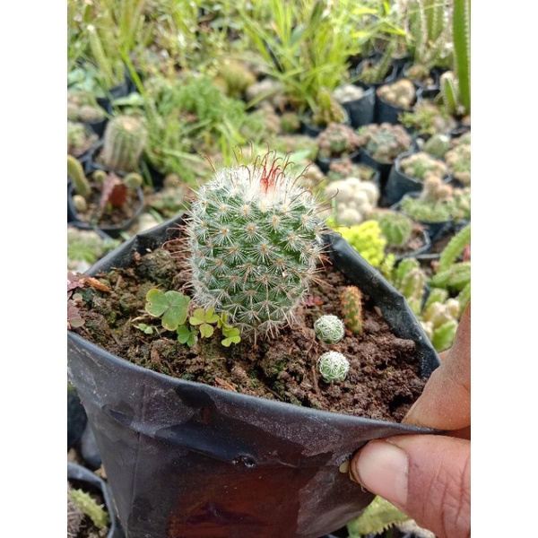 kaktus import/kaktus murah/kaktus pasaman/kaktus ownroot