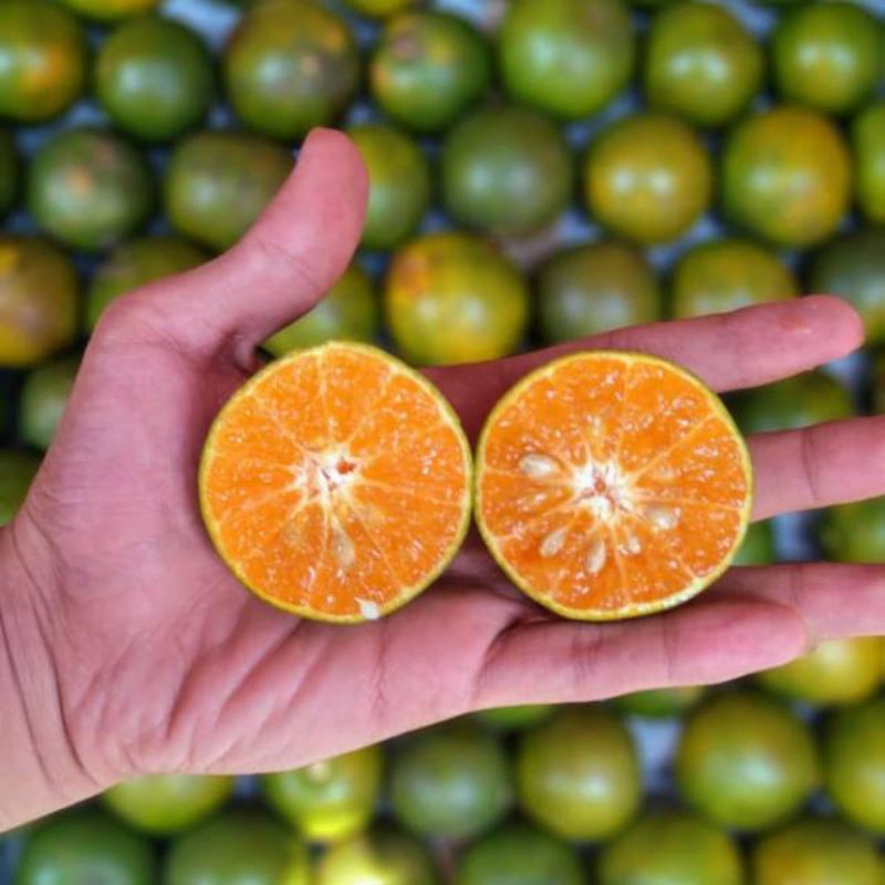 

buah jeruk perash fresh manis 1000gram/buah segar