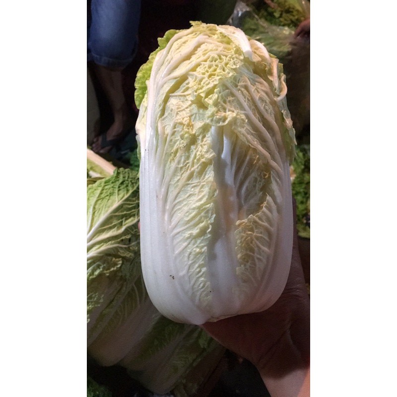 

Sawi Putih Fresh 1 kg