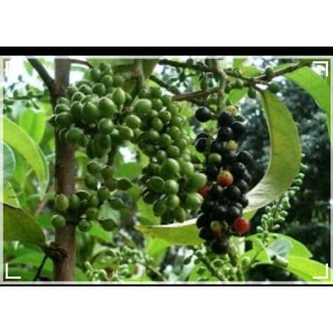 

Buah Makasar Kwalot Malur Nagas Berul Walot Dadih-Dadih Cerek Jantan