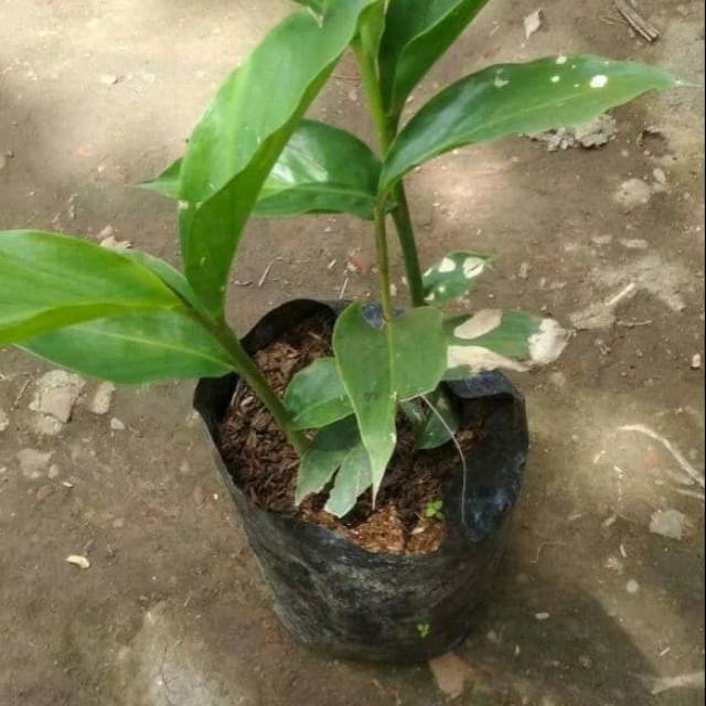 Bibit tanaman herbal kapulaga/kapulogo