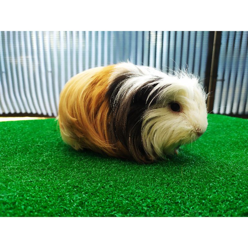 Guinea pig coronet pair