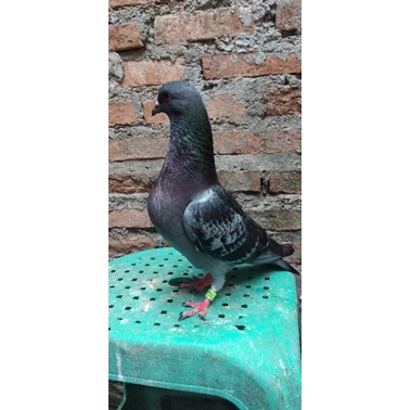 Burung Merpati Trah Kolongan