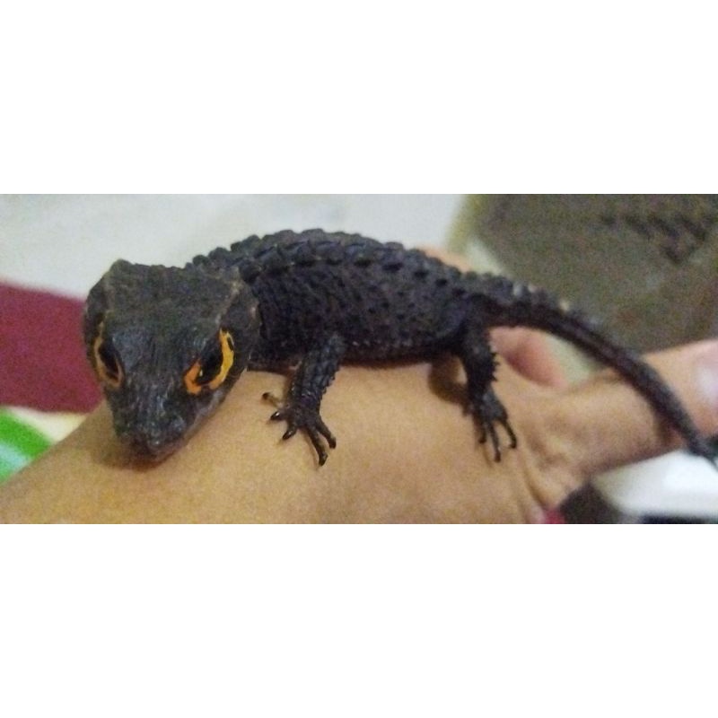 mainan anak crocodile skink, crocoskink, kadal duri mata merah.
