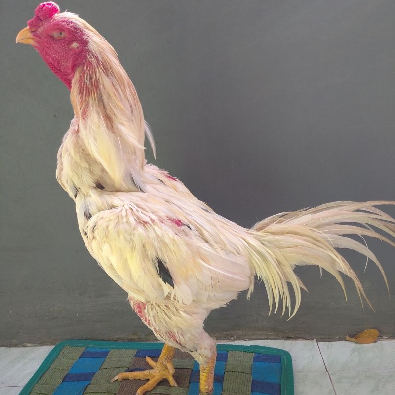 

telur ayam berkualitas