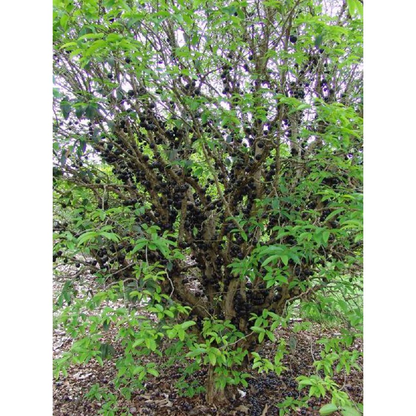 G3P Bibit Tanaman Buah Anggur Brasil Jaboticaba T3Nar