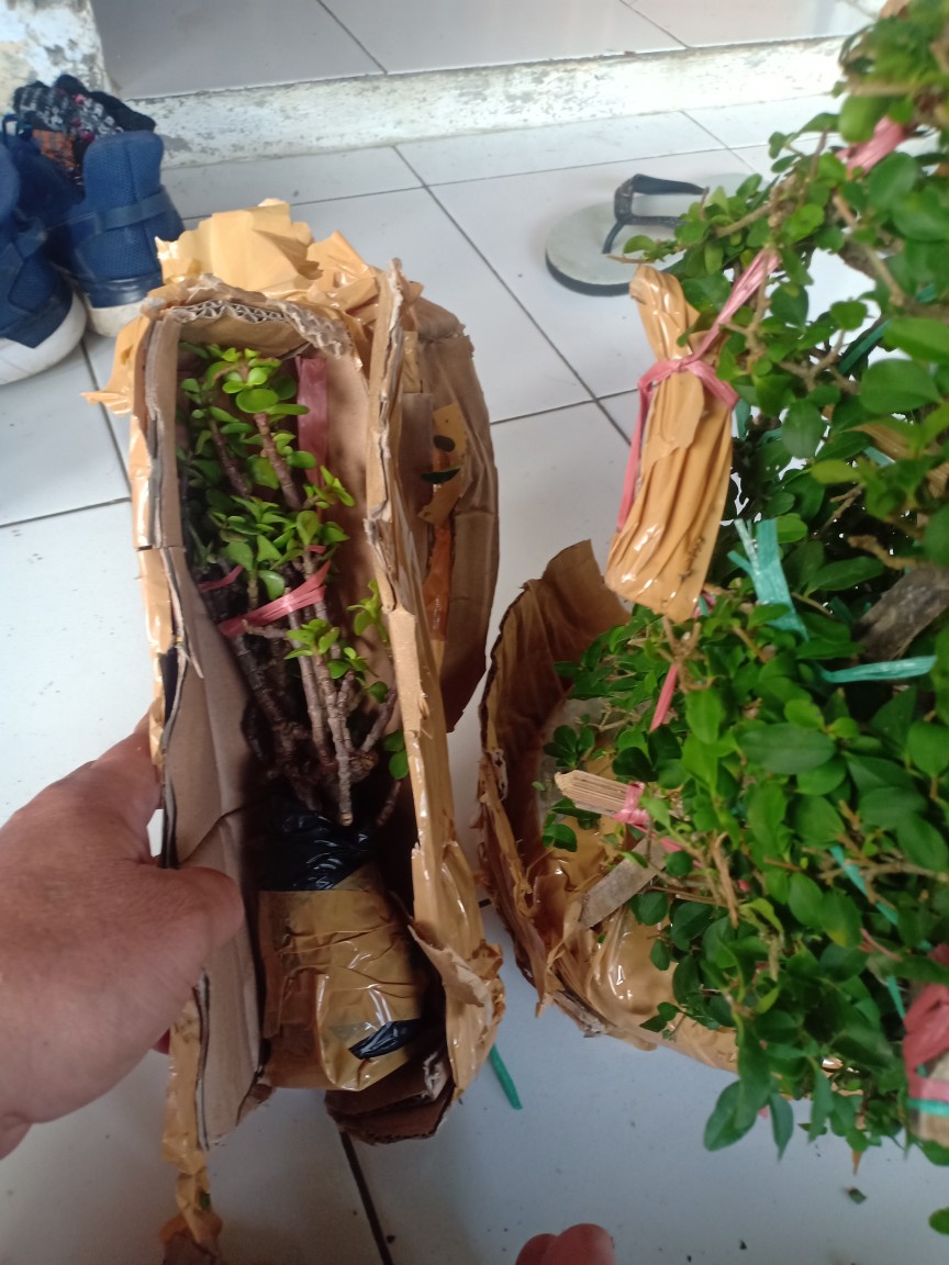 Bonsai Jadi Tinggal Pajang,gaya Natural,sudah Enak Dipandang