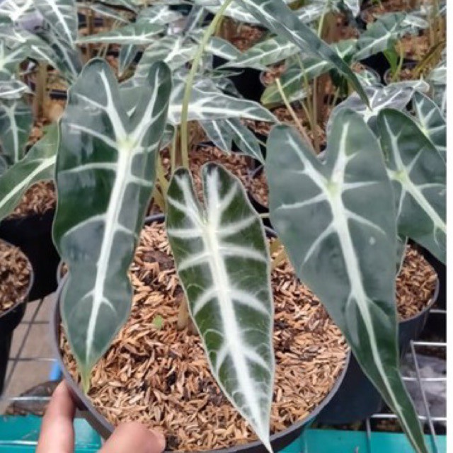 Tanaman Hias Alocasia Bambino