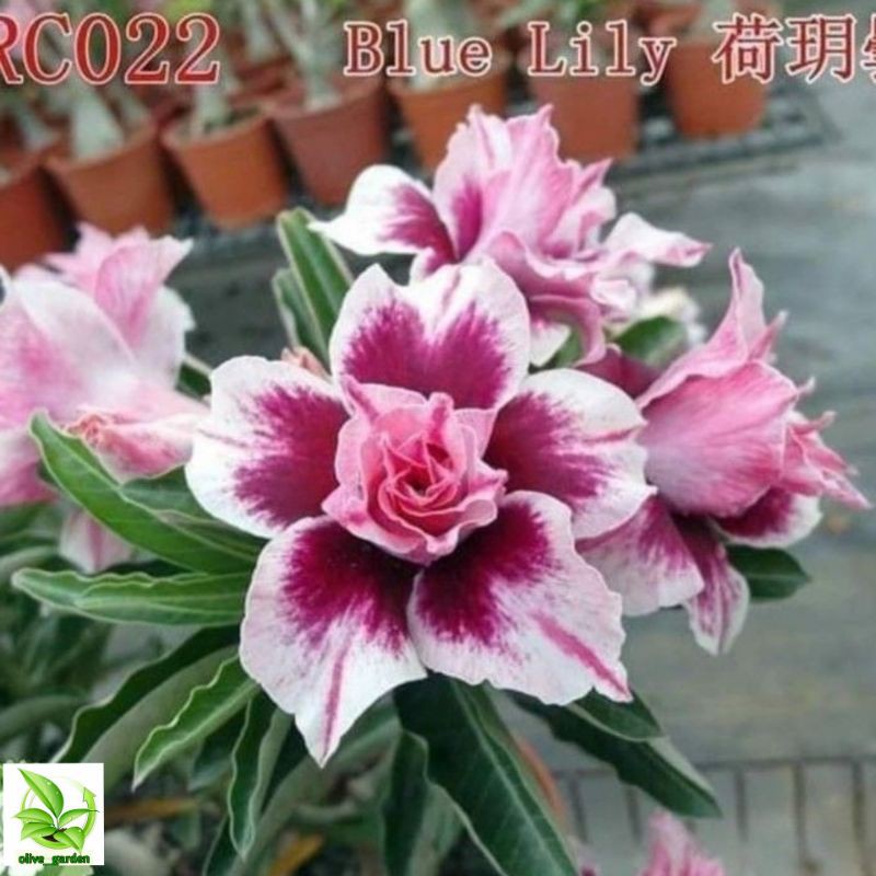 Adenium bunga tumpuk "Blue lily"
