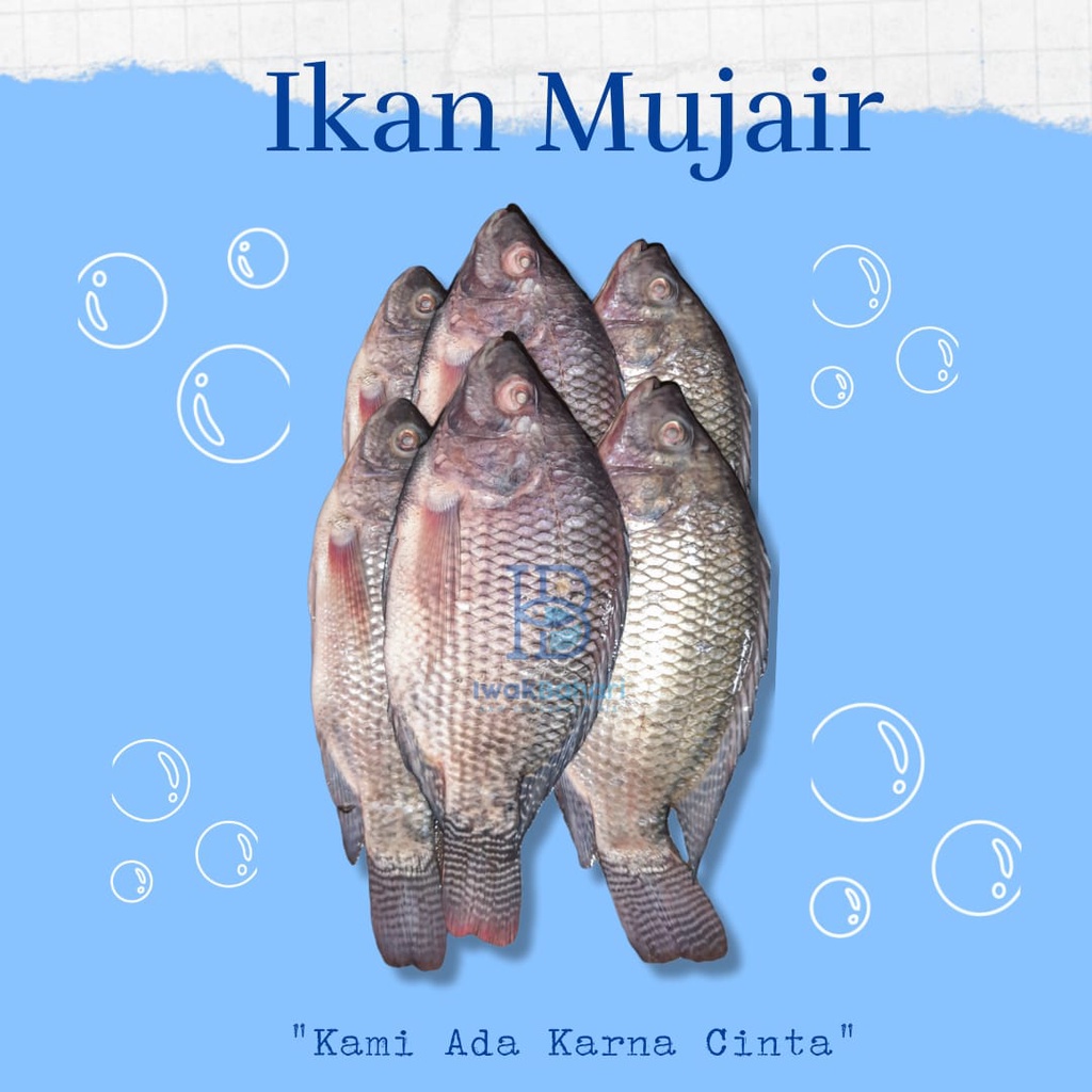 IKAN MUJAIR HIDUP