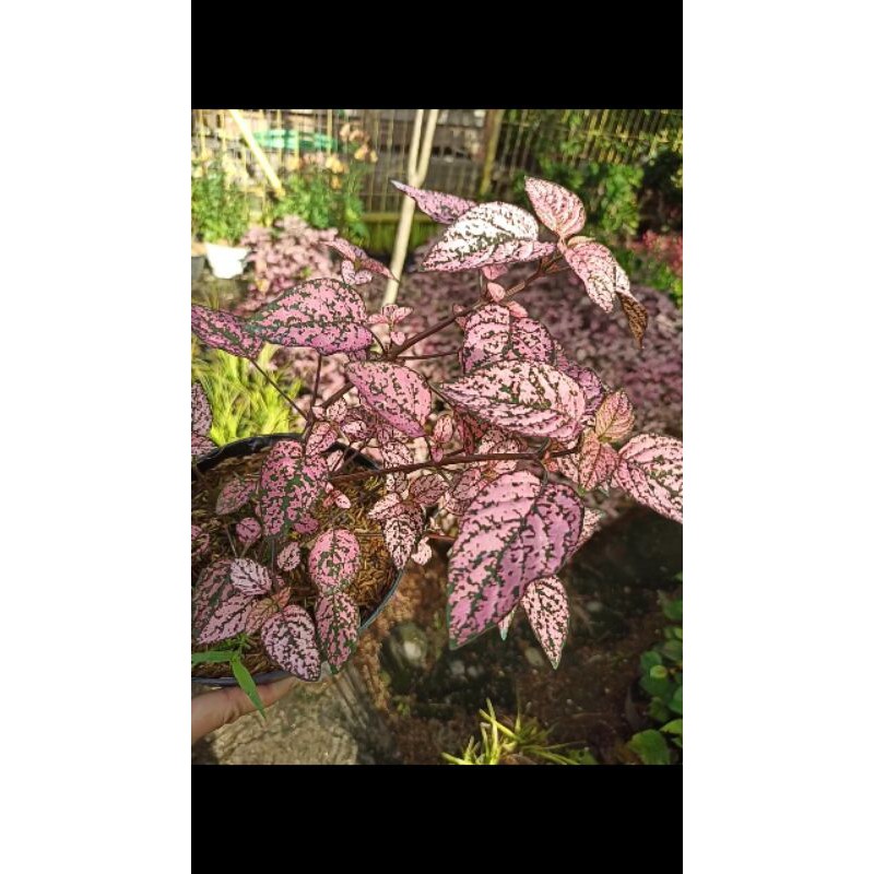 Tanaman hias telur puyuh