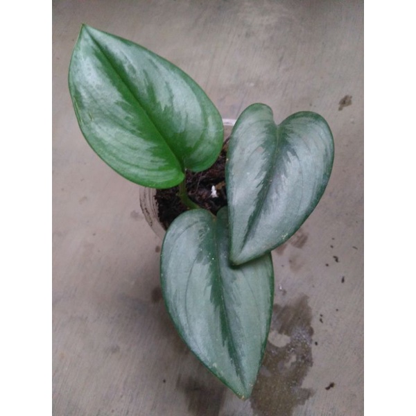 scindapsus moonlight