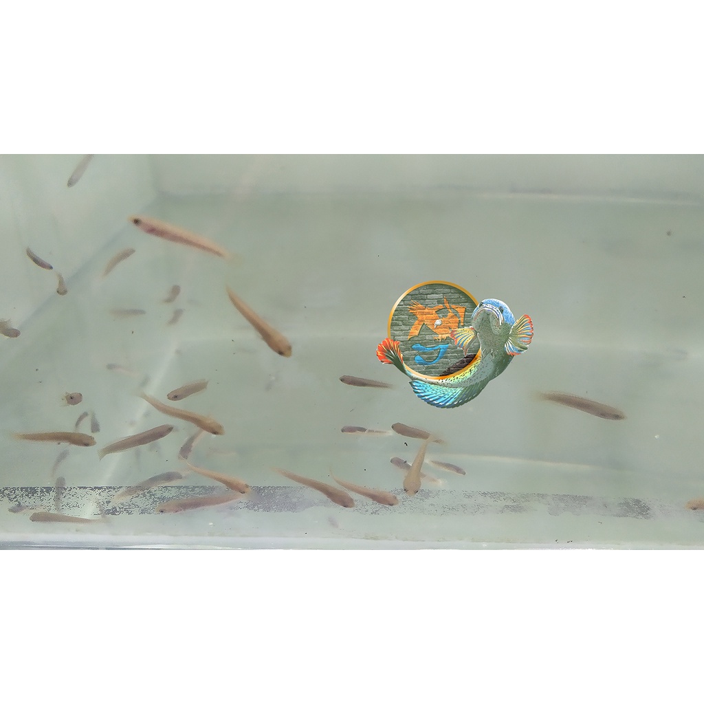 Baby Channa Andrao Size 2-3cm