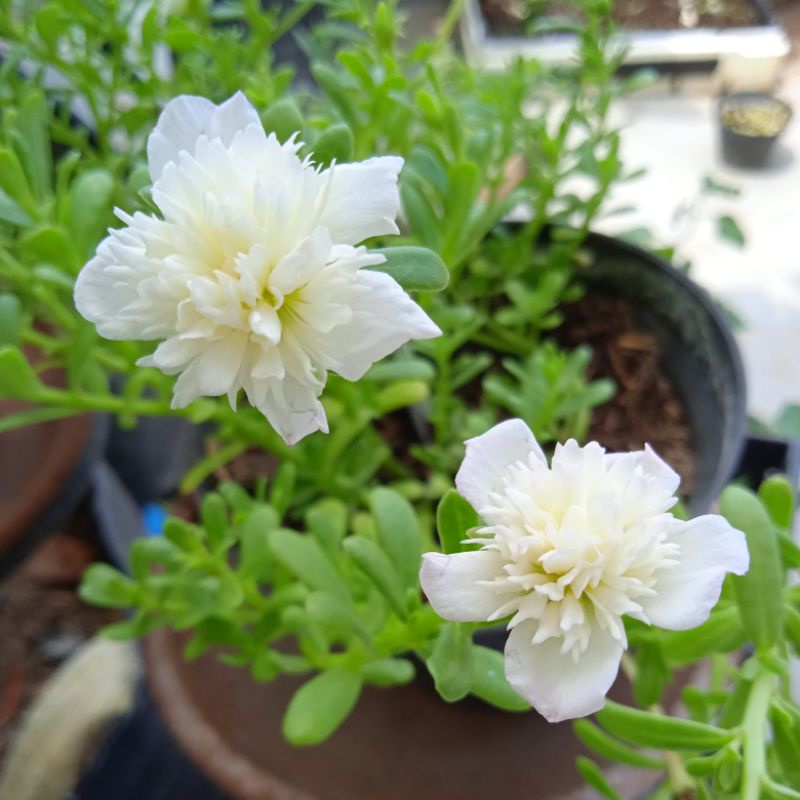 Mossrose / Mawar tanah / Krokot Jambul Putih