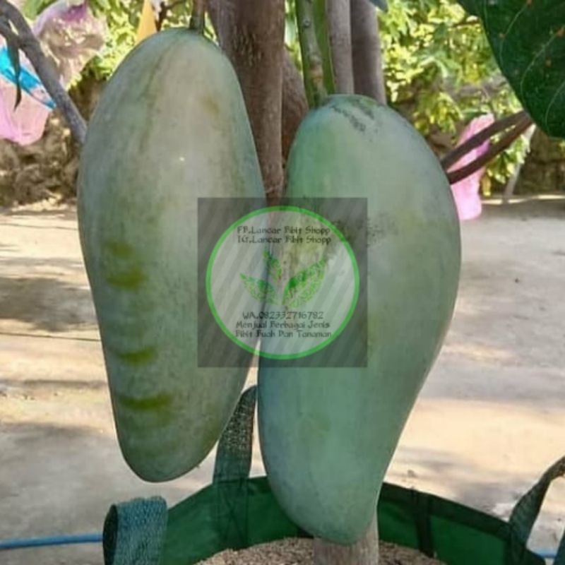 BIBIT MANGGA MAHATIR JUMBO