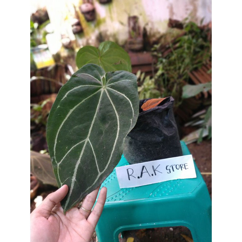 [BISA COD] tanaman KUPING GAJAH batang kotak Anthurium Magnificum