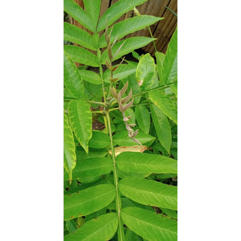 Daun Herbal Sungkai 250 Gram Shopee Indonesia Daun Herbal Sungkai 250 Gram Shopee Indonesia