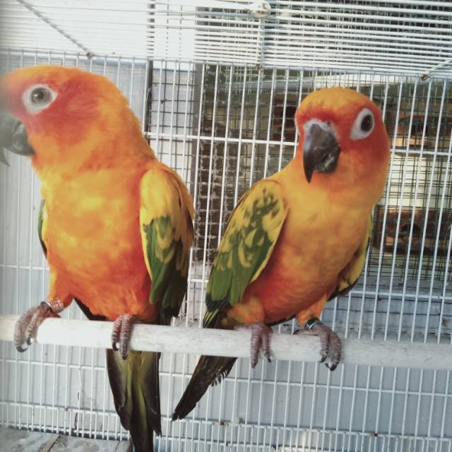Burung Sunconure USA sepasang