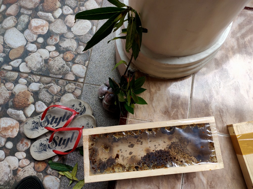 Xhantos Kuning 35-40cm